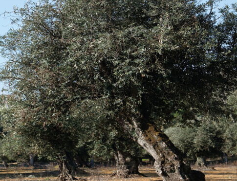 Casa Anadia - Staré olivovníky